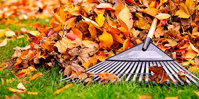 Fall Leaves With Rake