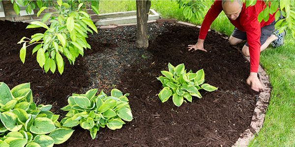 Man spreading brown mulch around hostas in landscaping