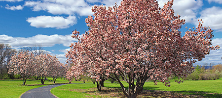 Flowering Dogwood Trees Lining Driveway