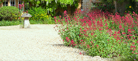 Red Flowers and Shrubs Along a Gravel Driveway