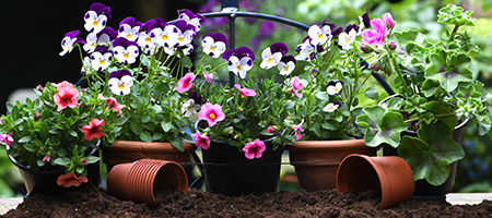 White, Purple and Orange Flowers in Planters