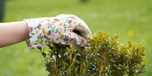 Gardener Trimming Shrubs to Boost Curb Appeal