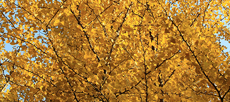 Goldspire Ginko Tree in Autumn Against a Clear Blue Sky