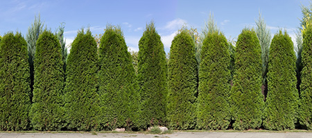 Green Giant Thuja Arborvitaes Lined Up in a Row as Privacy Fence