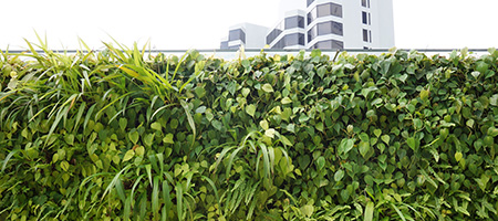Green Living Wall in Front of Buildings