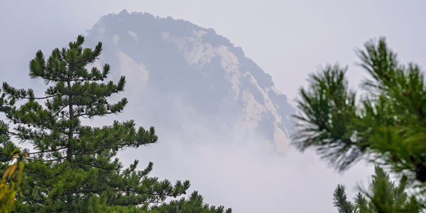Mountain With Green Seen Through Tree Branches