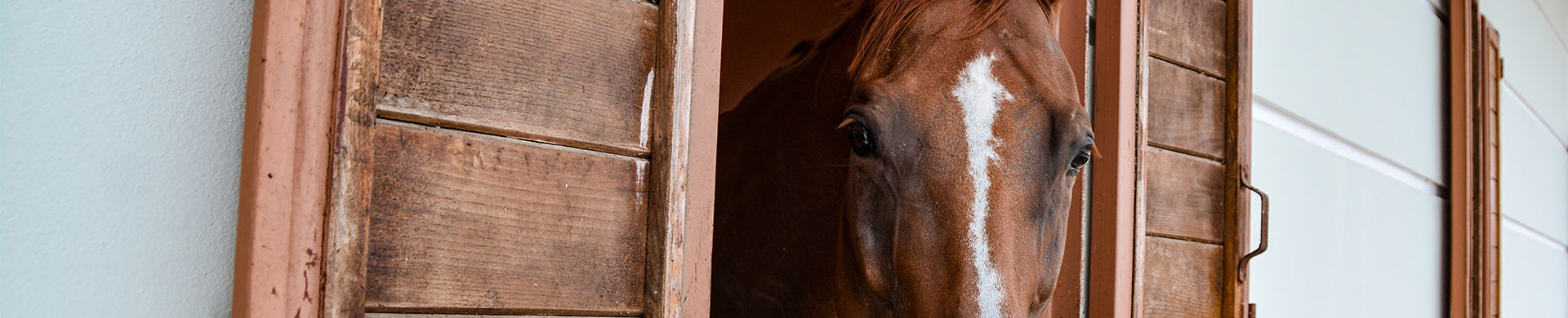 Horse Hanging Head Out of Barn With Text Overlay Horse Barn Maintenance Tips