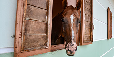Horse in a Barn Waiting for Stall Cleanout