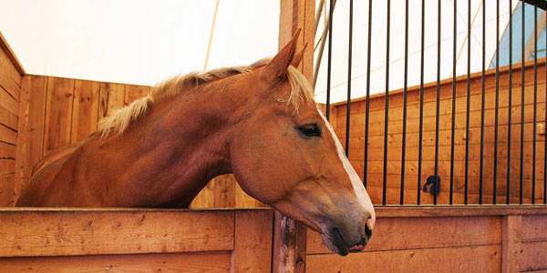 Horse Inside Wooden Barn Stall