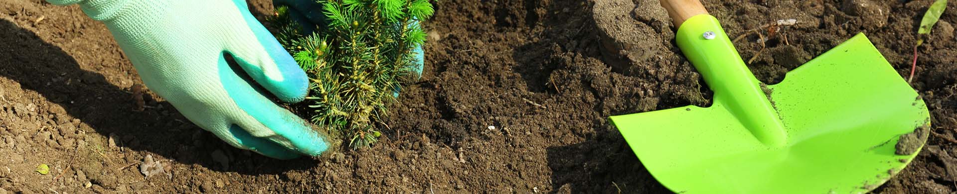 Close-up of Gloved Hands Planting a Small Pine Tree