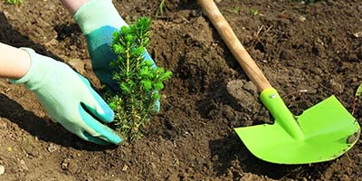 Gardener Planting Small Pine Tree