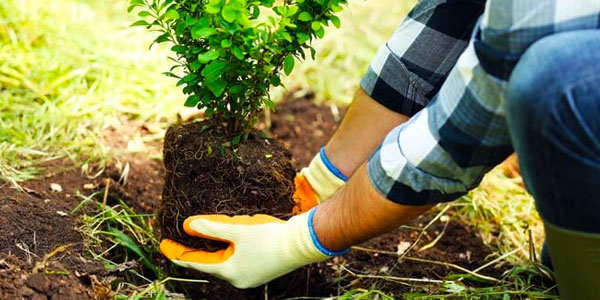 Man Holding Tree by Root Ball While Planting Trees in Backyard