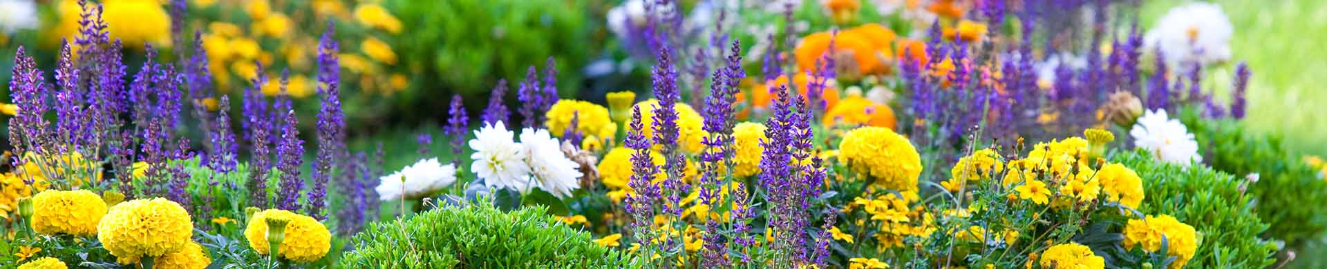 Multicolored Flower Bed on Green Lawn