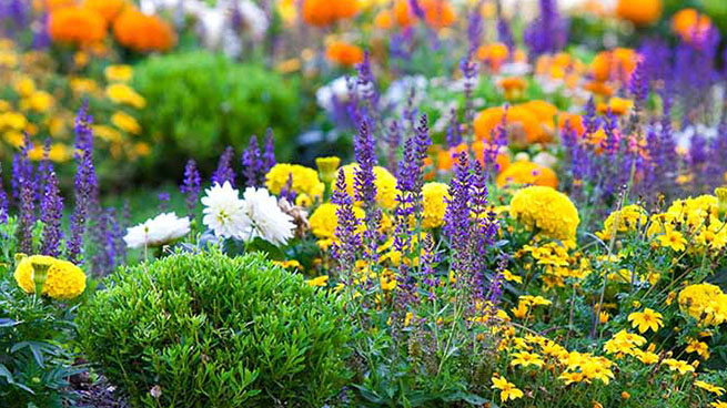 Flower Bed With Colorful Flowers