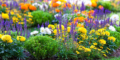 Multicolored Flower Bed on Green Lawn