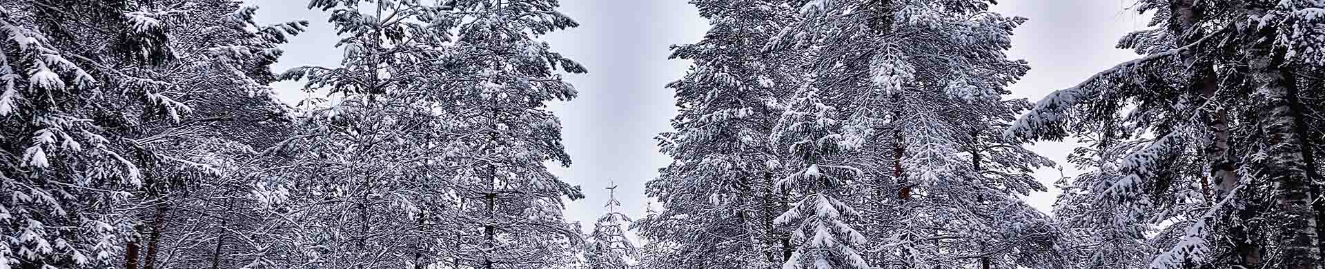 Row of Trees Covered in Snow