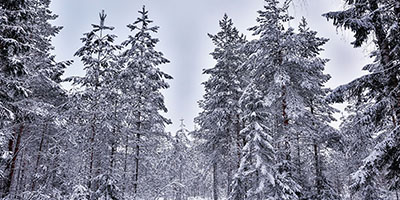 Row of Trees Covered in Snow