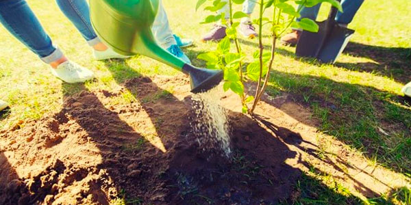 Group of People Watering a Newly Planted Tree