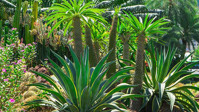 Xeriscaped Yard