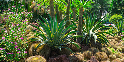 Bountiful Cactus Garden