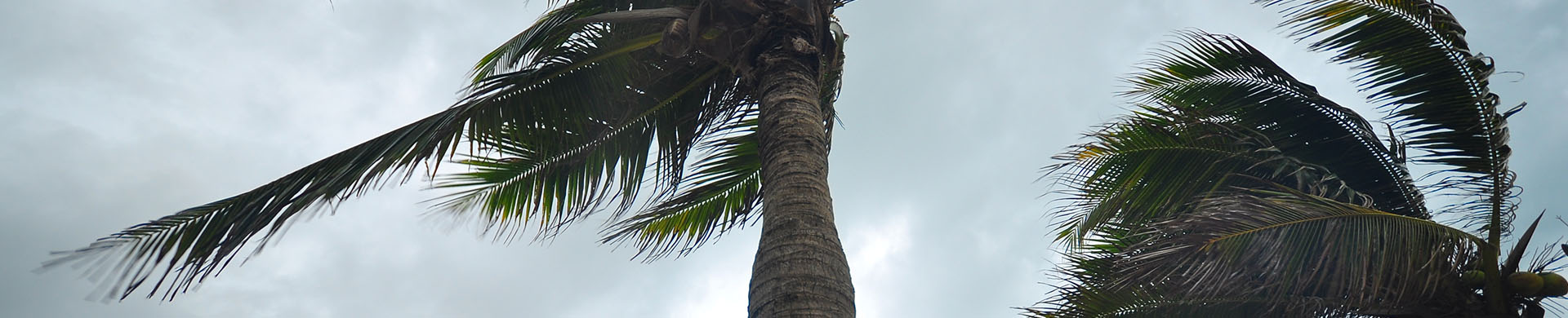 Palm Trees Blowing in the Wind on Cloudy Day