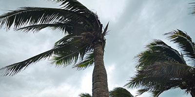 Palm Trees Blowing in Hurricane Winds
