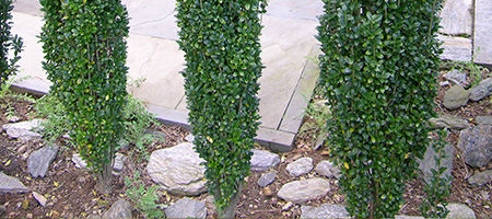 Sky Pencil Holly Trees in Front of Stone Wall