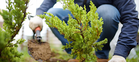 Small Juniper Tree Planted as Landscaping