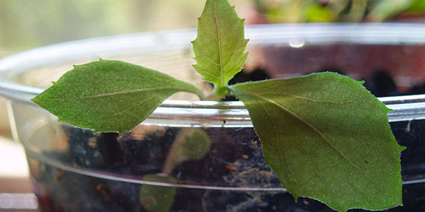 K-Cup Filled With Soil