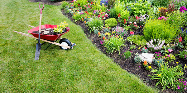 Yard With Lush Garden and Wheelbarrow