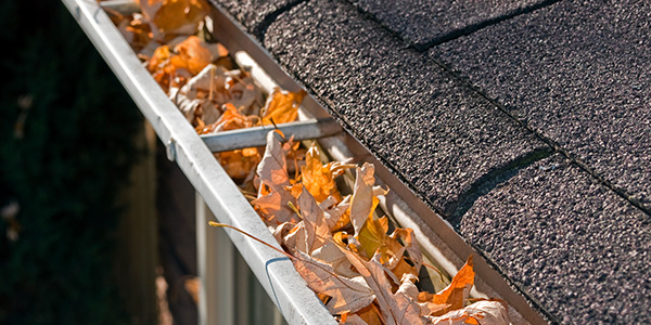 Leaves Stuck in Rain Gutter