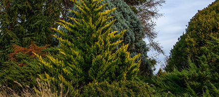 Leyland Cypress Tree in a Dense Landscape