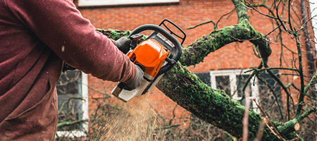 Man Cutting Down Tree