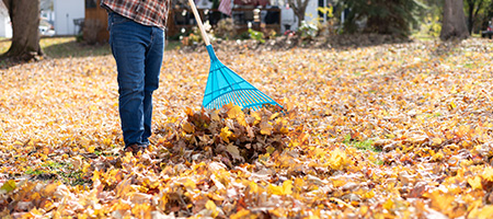 Man Raking Leaves in Backyard