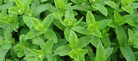 Thick Mint Plant Growth in Field