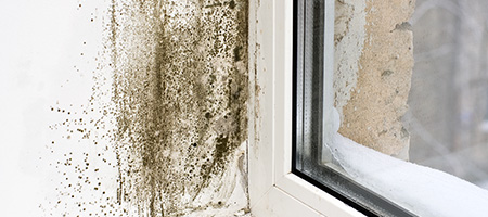 Closeup on Mold in Corner of Window Frame