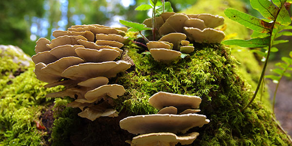 Mushrooms Growing on a Tree