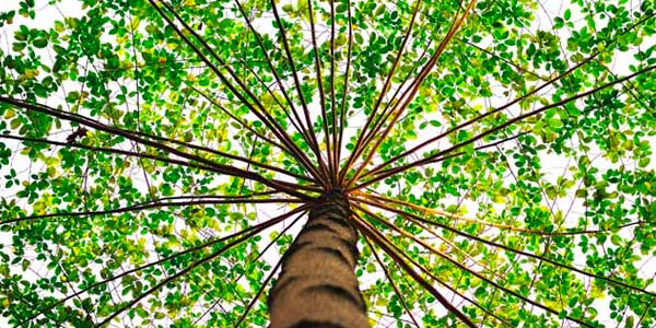 Large, Leafy Tree Planted in Yard