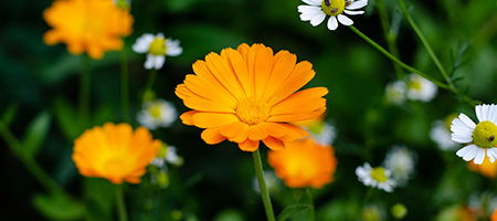 Orange and white flowers seen close up.