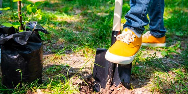 Digging a Tree Planting Hole Using a Shovel
