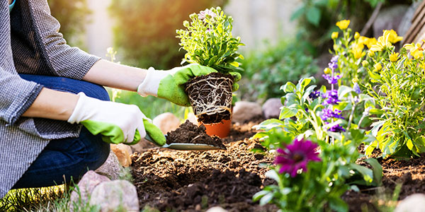 Flower Planting for Community Cleanup