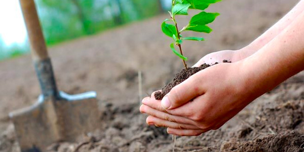 Person Placing New Tree into Planting Hole Next to Shovel