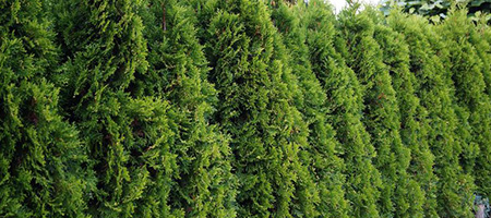 Dense Line of Thuja Cedar Trees