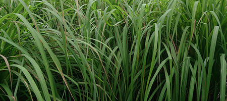 Dense Thicket of Citronella Grass