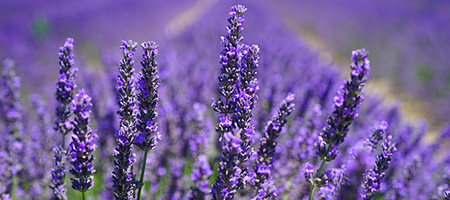 Purple Blooming Lavender Planted in Rows