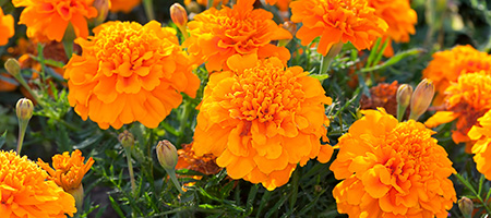 Yellow Marigolds Companion Planted to Keep Away Bugs