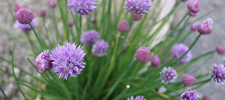 Flowering Chive Plants With Feathered, Purple Blooms
