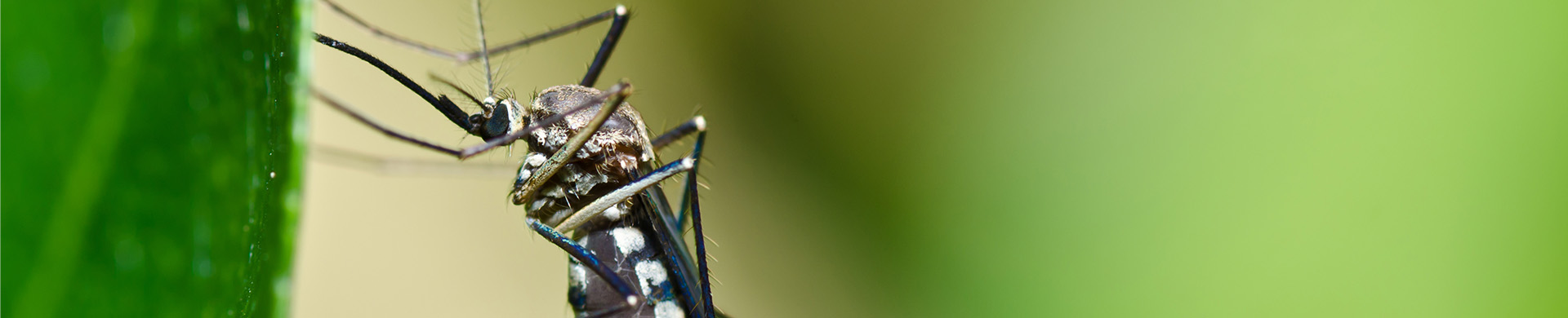 Mosquito on Plant