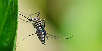 Mosquito on Plant 