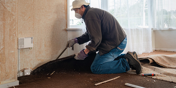 Man Pulling Back Carpet From Wall